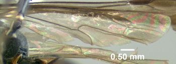 Media type: image;   Entomology 600324 Aspect: hind wing